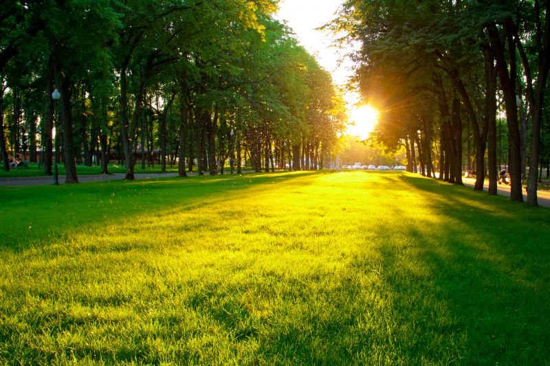 Commercial Landscape Service